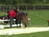 dressage horse Nacho 23 (German Riding Pony, 2014, from Nagano)