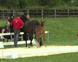 dressage horse Nacho 23 (German Riding Pony, 2014, from Nagano)