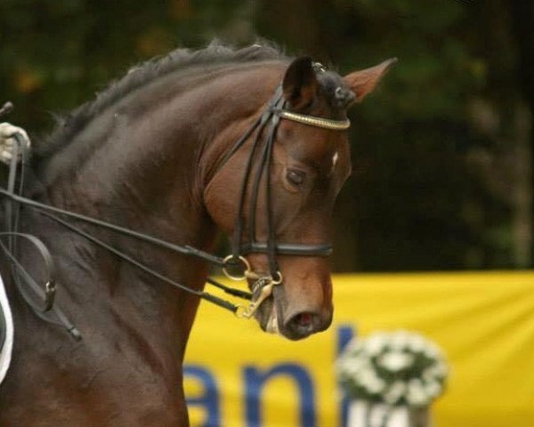 dressage horse Lord Moritzburg (Rhinelander, 2006, from Lord Loxley I)