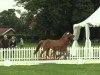 dressage horse Noblissimo 6 (German Riding Pony, 2014, from Nobel Nagano NRW)