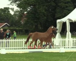 dressage horse Noblissimo 6 (German Riding Pony, 2014, from Nobel Nagano NRW)