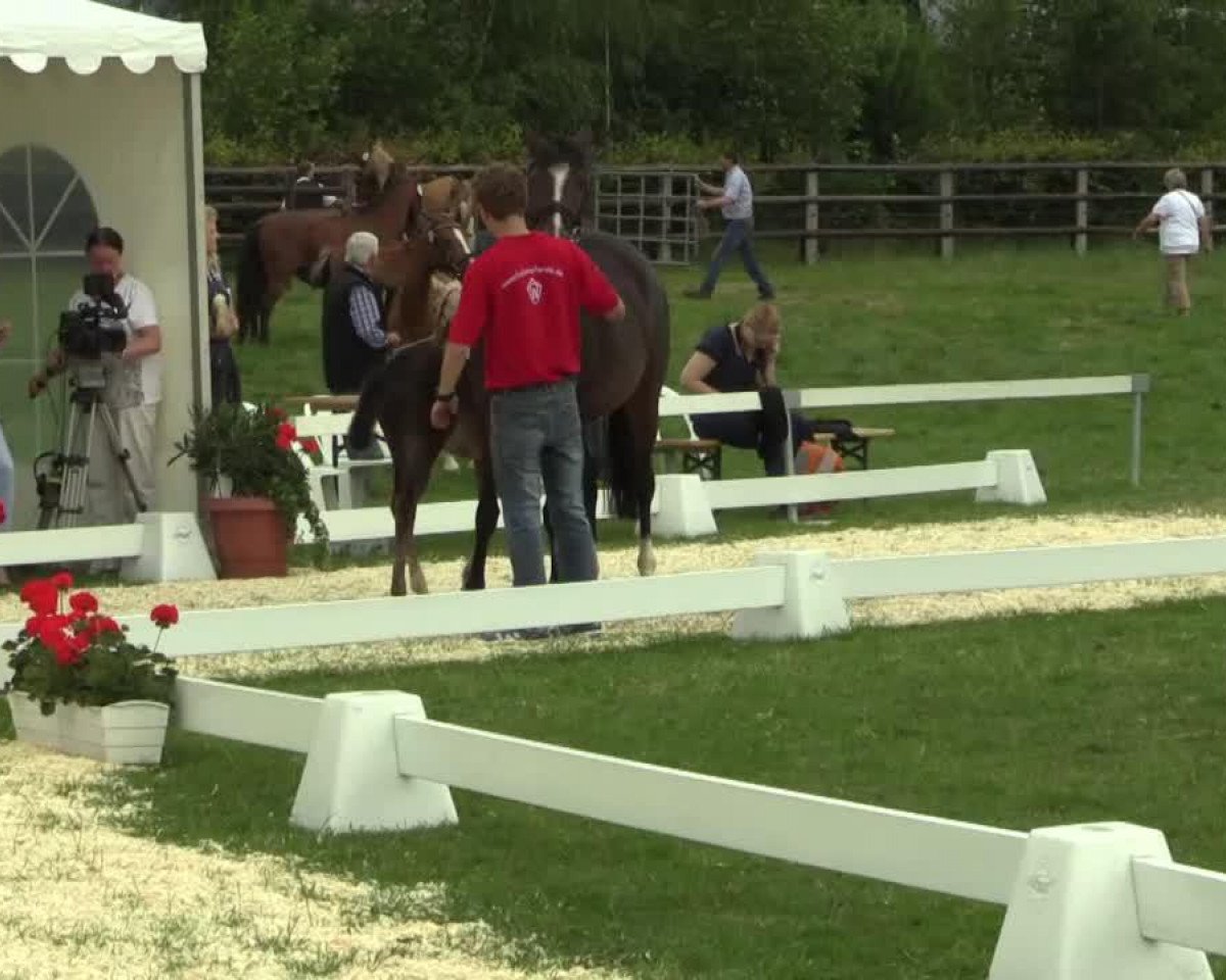 broodmare Pour l'vie (German Riding Pony, 2014, from FS Pour l'Amour)