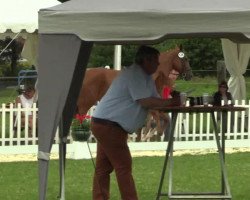 dressage horse Hengst von All at Once (Westphalian, 2014, from All At Once)