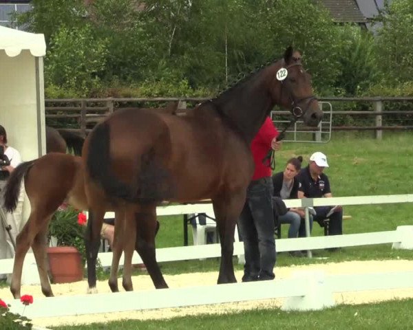 dressage horse Hengst von Scuderia (Westphalian, 2014, from Scuderia)