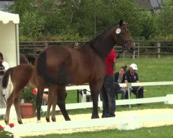 dressage horse Hengst von Scuderia (Westphalian, 2014, from Scuderia)