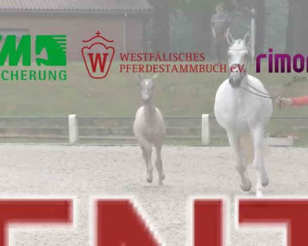 dressage horse Stute von Duisenberg (Westphalian, 2014, from Duisenberg)