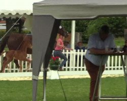 dressage horse Stute von Brisbane (Westphalian, 2014, from Brisbane)