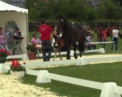 dressage horse Bascero (Westphalian, 2014, from Brisbane)