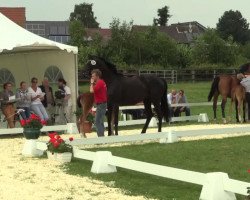 dressage horse Hengst von Brisbane (Westphalian, 2014, from Brisbane)