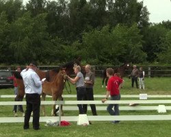 dressage horse Hengst von Brisbane (Westphalian, 2014, from Brisbane)