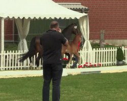 dressage horse Biscit (Westphalian, 2014, from Brisbane)