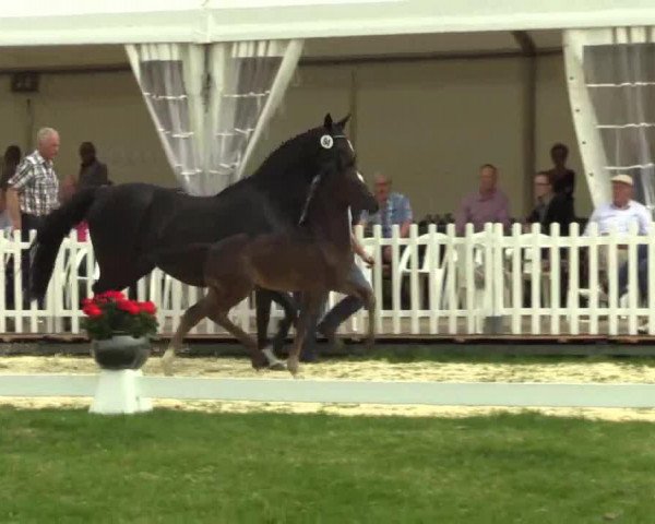 dressage horse Hengst von Lemony's Nicket (Westphalian, 2014, from Lemony's Nicket)