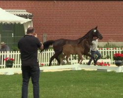 dressage horse Stute von Brisbane (Westphalian, 2014, from Brisbane)