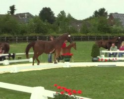 dressage horse Bella Rose 13 (Westphalian, 2014, from Brisbane)