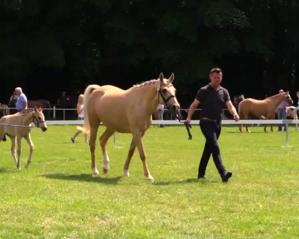 dressage horse Seattle 13 (Westphalian, 2014, from Sir Fidergold)