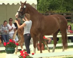 dressage horse Stute von Quasar du Charry (Westphalian, 2014, from Quasar de Charry)