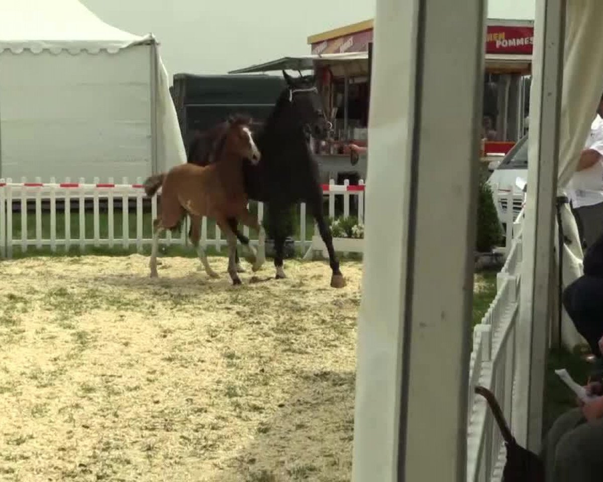 Dressurpferd Stute von Brisbane (Westfale, 2014, von Brisbane)