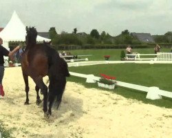 dressage horse Hengst von Brisbane (Westphalian, 2014, from Brisbane)