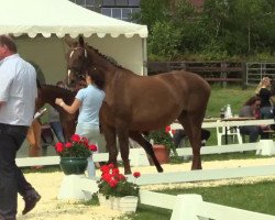 horse Fürstin zu Bentlage (Westphalian, 2014, from Fürstenball)