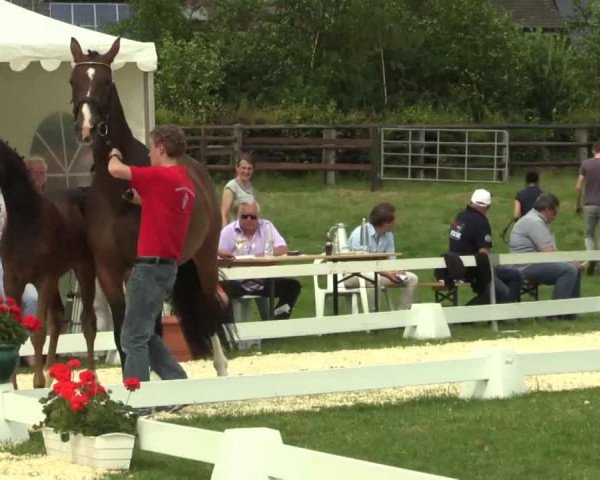 dressage horse Don Benetton (Westphalian, 2014, from Don Nobless)