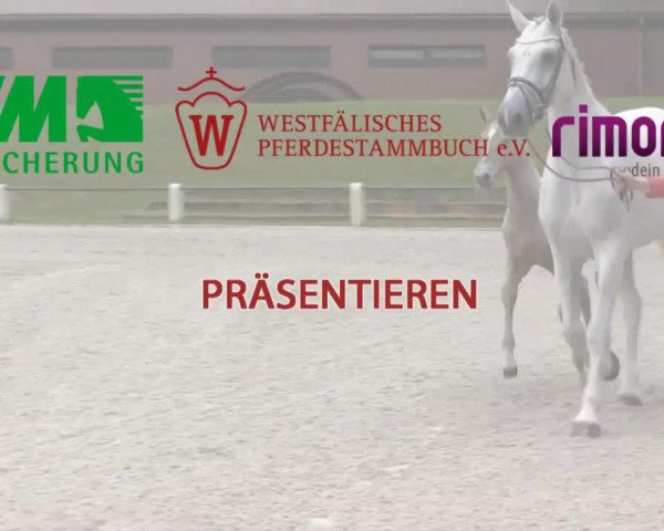 Dressurpferd Stute von Scuderia (Westfale, 2014, von Scuderia)