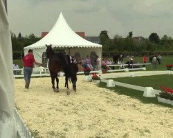 dressage horse Stute von Scuderia (Westphalian, 2014, from Scuderia)