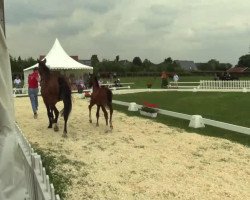 dressage horse Skagerrak (Westphalian, 2014, from Scuderia)