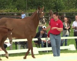 broodmare Sea Breeze (Westphalian, 2014, from Scuderia)