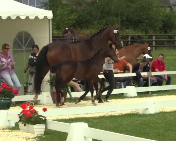 Dressurpferd Hengst von Scuderia /Fürst Grandios (Westfale, 2014, von Scuderia)