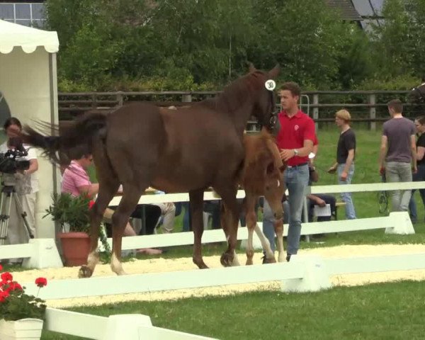 dressage horse Stute von Scuderia (Westphalian, 2014, from Scuderia)