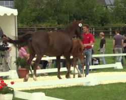 dressage horse Stute von Scuderia (Westphalian, 2014, from Scuderia)