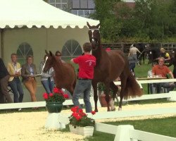 dressage horse Savina Sun (Westphalian, 2014, from Scuderia)