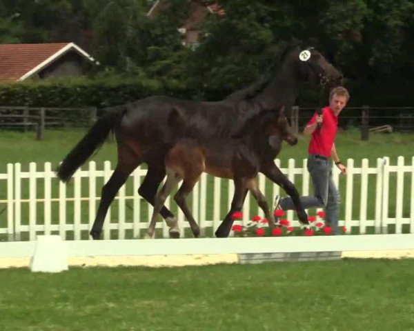 dressage horse Stute von Rock Forever II (Westphalian, 2014, from Rock Forever II)