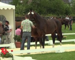 dressage horse Rock it Sam (Westphalian, 2014, from Rock Forever II)