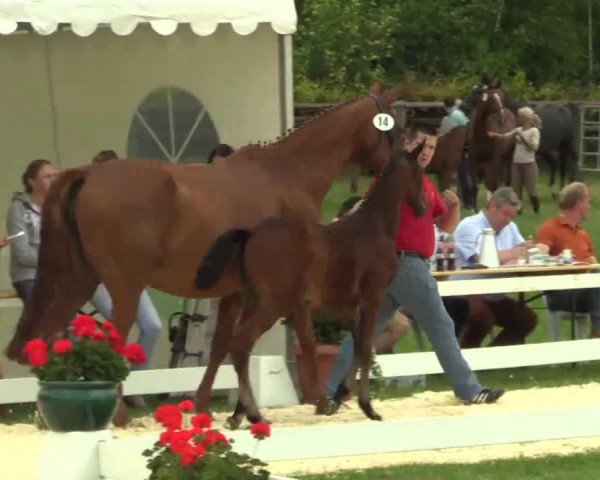 dressage horse Jillz Rock (Westphalian, 2014, from Rock Forever II)