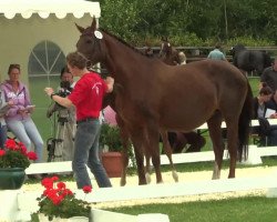 dressage horse Hengst von Rock Forever II (Westphalian, 2014, from Rock Forever II)