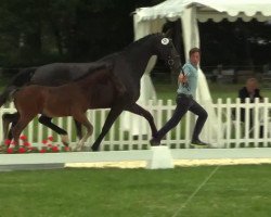 dressage horse Revanent (Westphalian, 2014, from Rock Forever II)