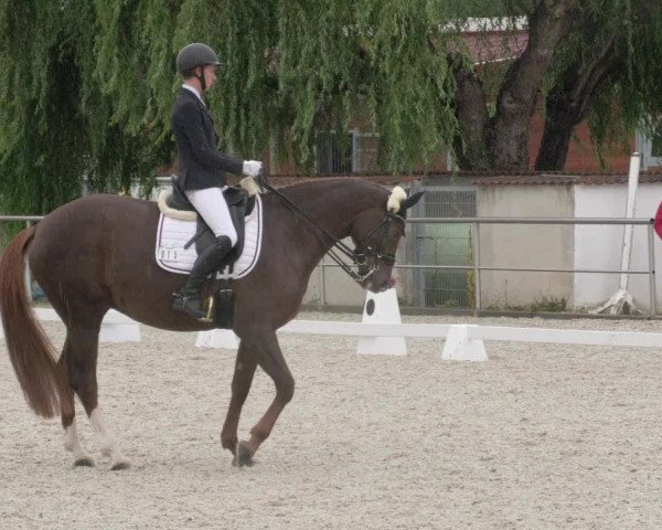 Reitturnier Achern 2020