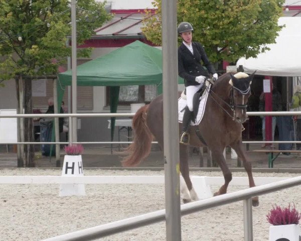 Reitturnier Achern 2020