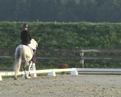 dressage horse Voyeur (German Riding Pony, 2003, from Veivel R)