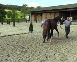 Springpferd Stute von Cap Chap (Westfale, 2014, von Cap Chap)