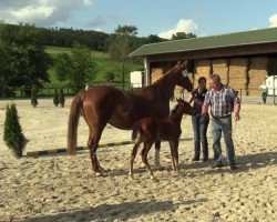 Springpferd Hengst von Cap Chap (Westfale, 2014, von Cap Chap)