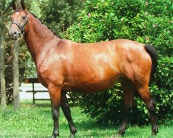 broodmare Sera Del Castegno (Hanoverian, 1998, from Stakkato)