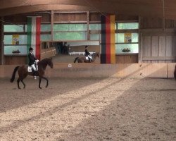 dressage horse Bellrubin (Hanoverian, 2010, from Belissimo NRW)