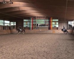 dressage horse Brunello 8 (Hanoverian, 2010, from Belissimo NRW)