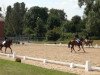 dressage horse Babalou of Golden Touch (Rhinelander, 2010, from Basic)