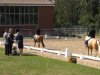 dressage horse Vicenza (Rhinelander, 2010, from Voyager 2)