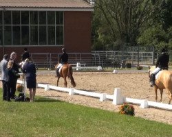 dressage horse Vicenza (Rhinelander, 2010, from Voyager 2)