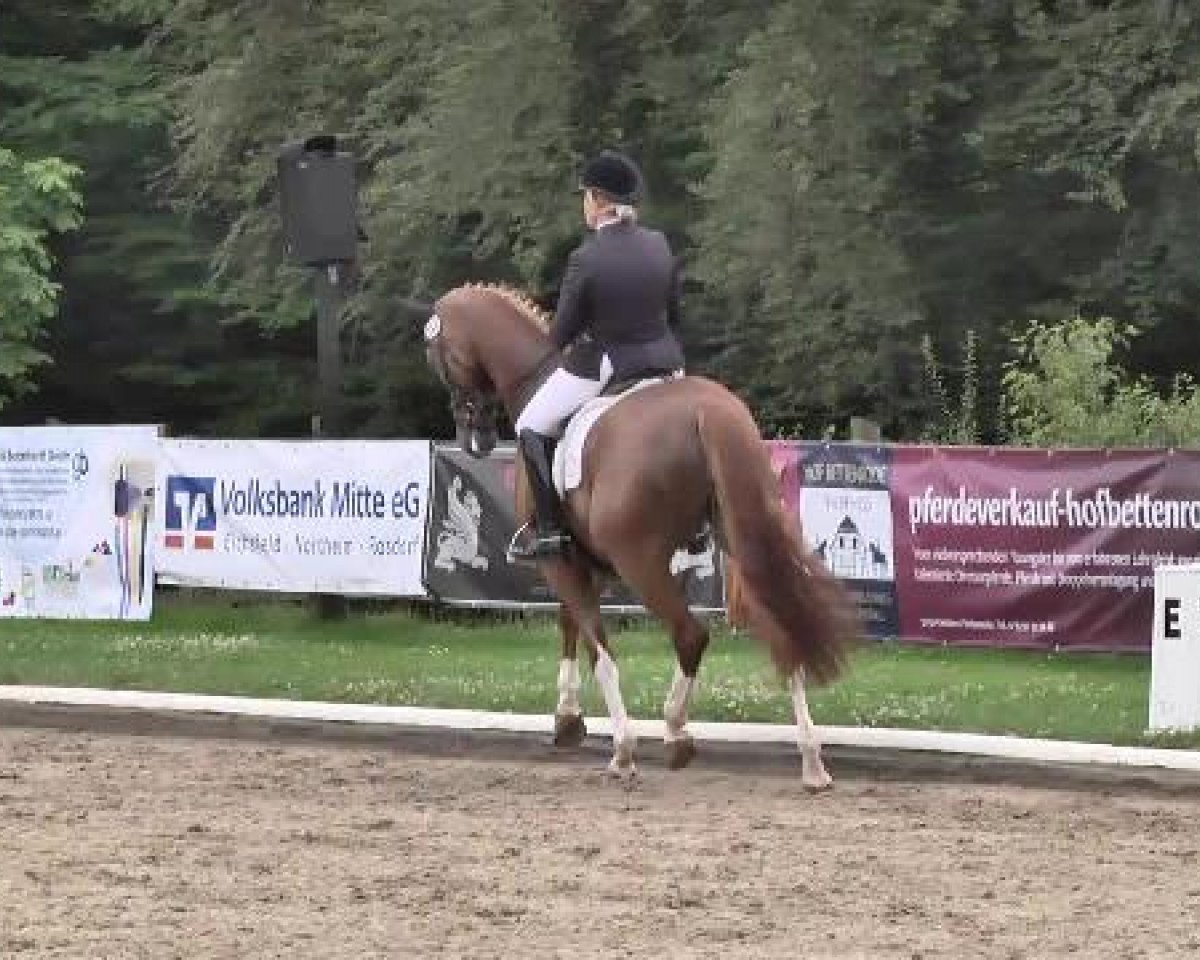 dressage horse Fürst von der Heide 2 (Hanoverian, 2009, from Fürst Nymphenburg)