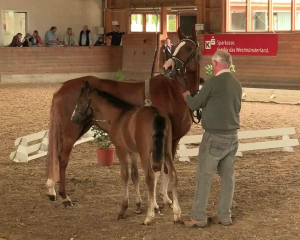 jumper Stute von Top Berlin (German Riding Pony, 2014, from Top Berlin)